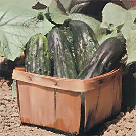 Mini-cucumber plants produce full-sized fruit while using much less space than conventional vines.
